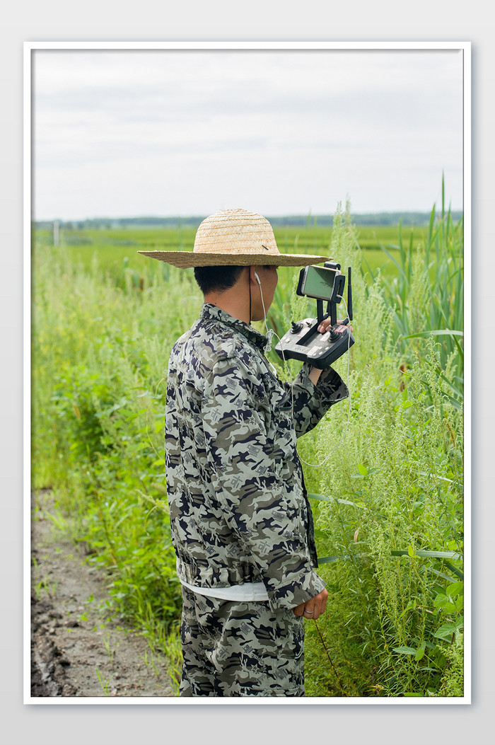 农民控制无人机给稻田地打药图片