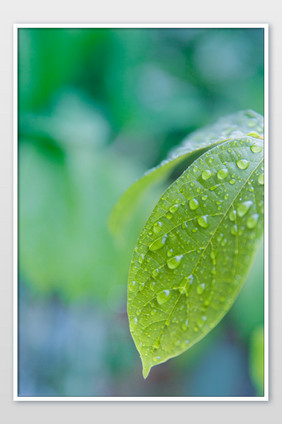 白露雨水叶子水珠