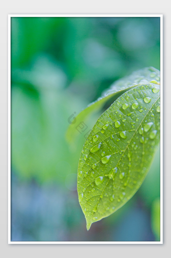 白露雨水叶子水珠图片