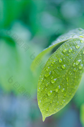 白露雨水叶子水珠图片