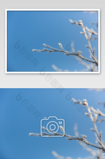 黑龙江冬季树枝摄影图片