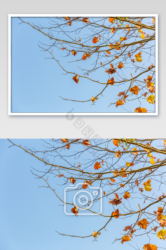 树叶秋色摄影图片