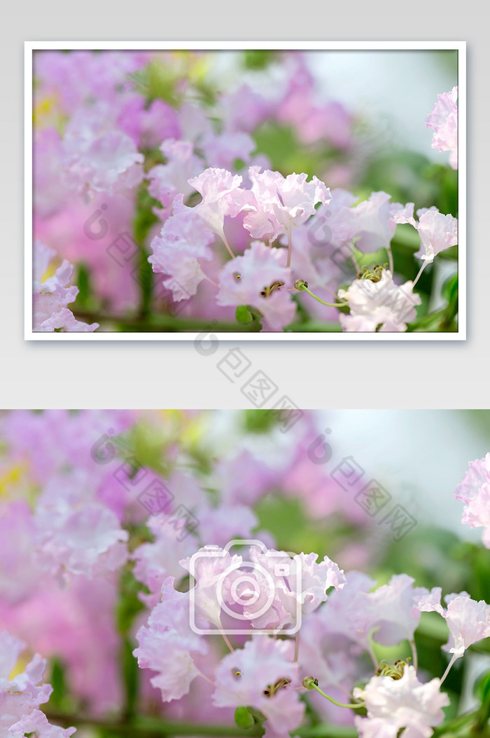 唯美清新紫薇花朵背景图图片图片
