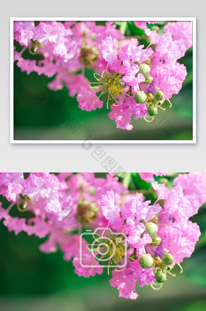 粉红紫薇花唯美背景图片图片