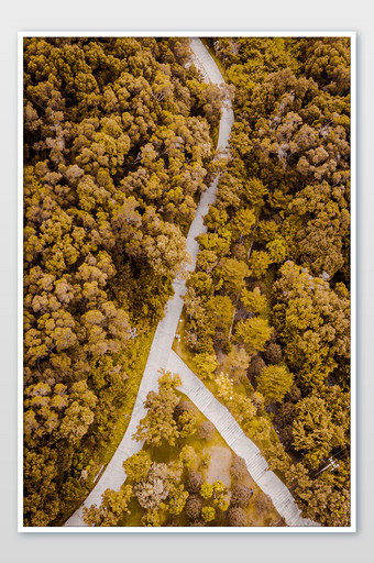 大气的唯美秋天树林摄影图图片