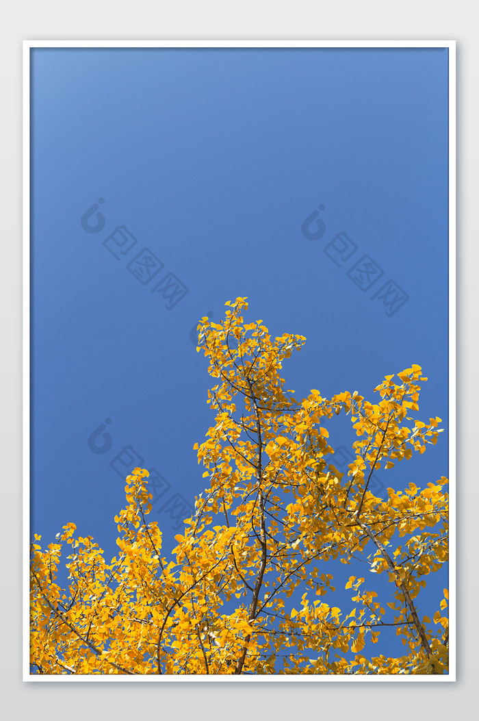 秋季蓝天下的黄色银杏树