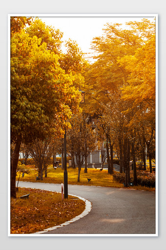 秋天黄色落叶林荫道图片