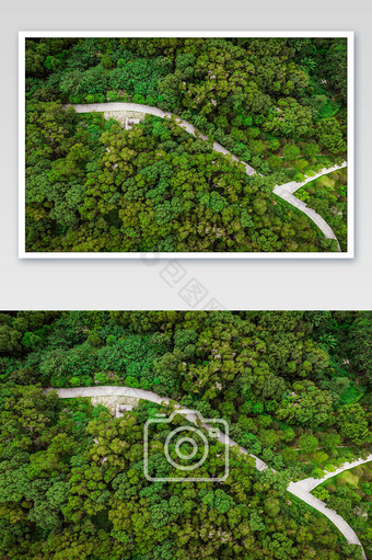 清新大面积森林航拍摄影图图片