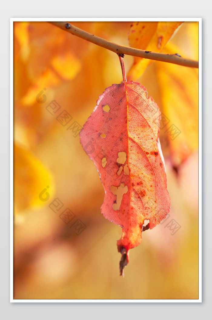 秋天红叶暖色海报背景