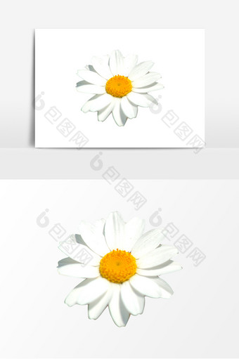 白色菊花特写太阳菊图片