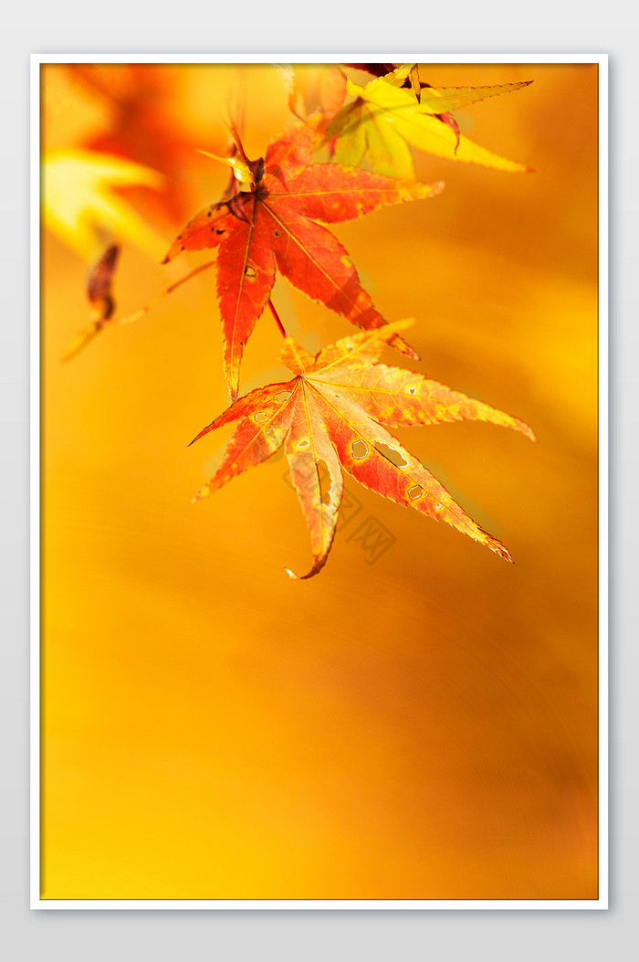 秋季红色枫叶黄色背景海报图片