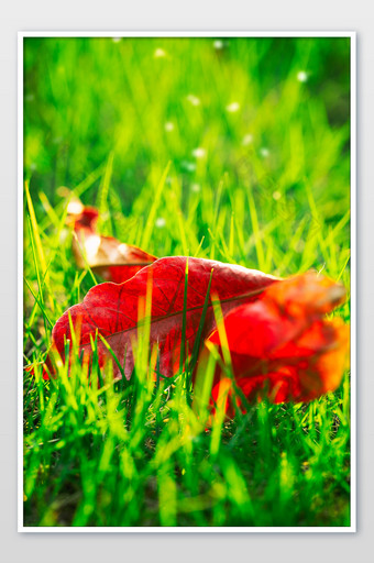 秋天红色落叶秋季景色图片