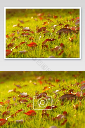 草地红色落叶秋季景色图片
