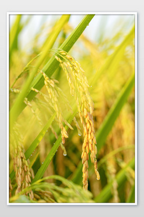 一片金色的稻穗图图片