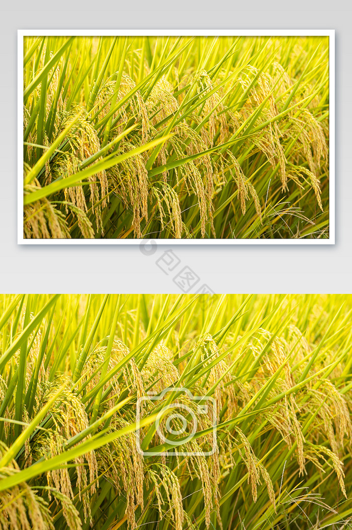 稻田稻谷水稻谷子图片
