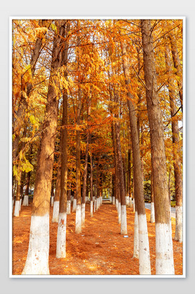 秋天红树林图片大全图片