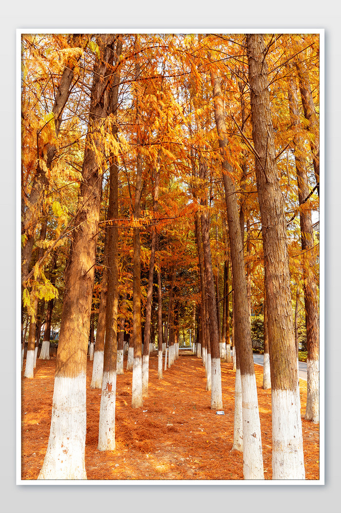 秋季红杉林小树林图片图片