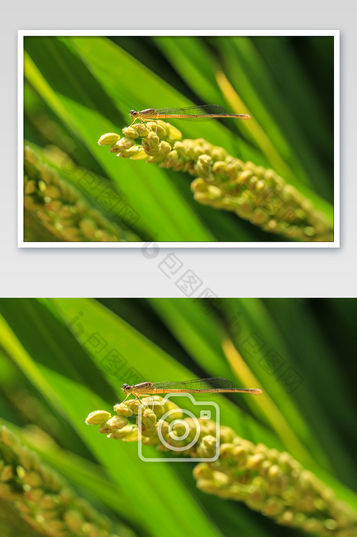 在稻谷上小憩的蜻蜓摄影图片图片