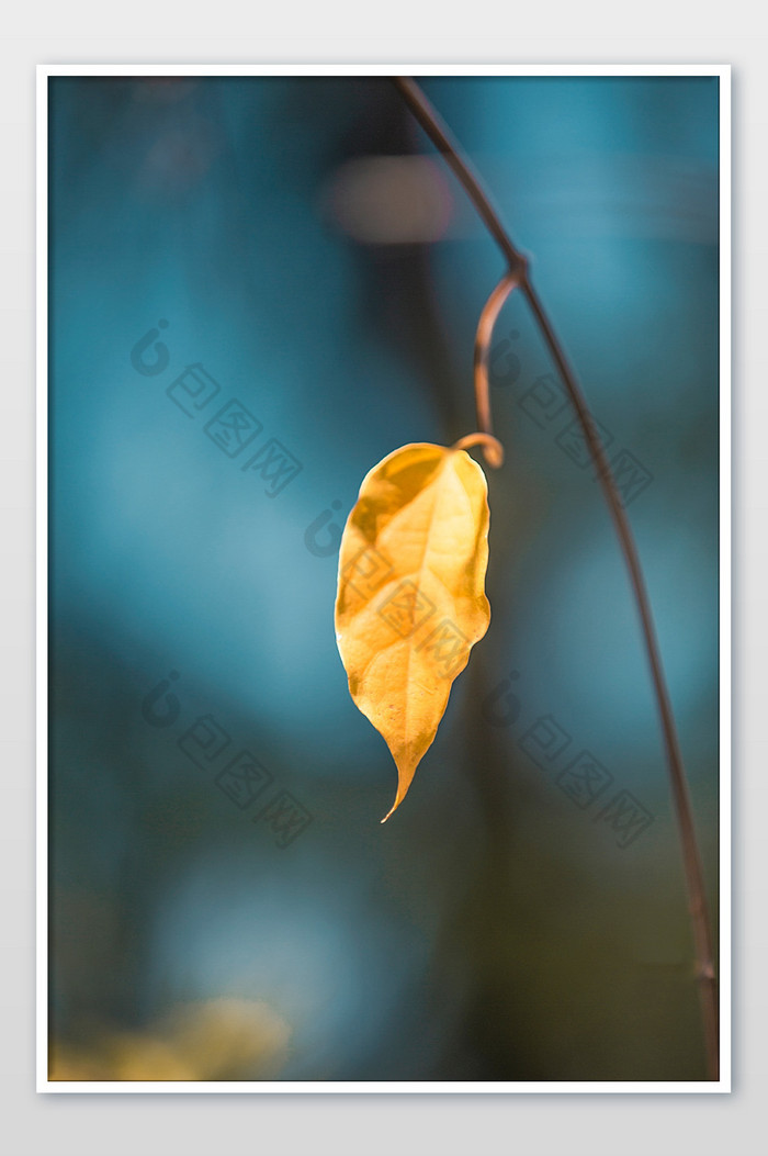 秋天落叶单一片黄色叶图片图片