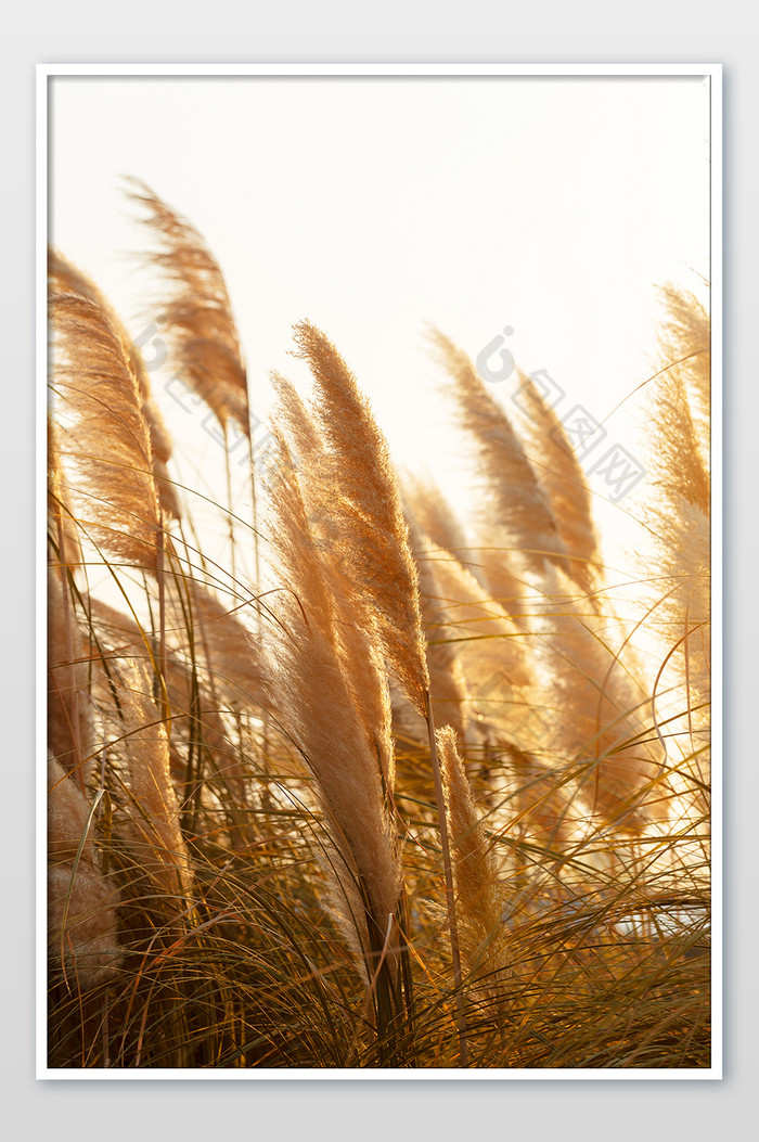 黄色芦苇草自然风景背景图片图片