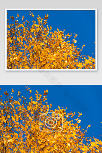 生长在蓝天下的白桦树金色叶片与阳光图片