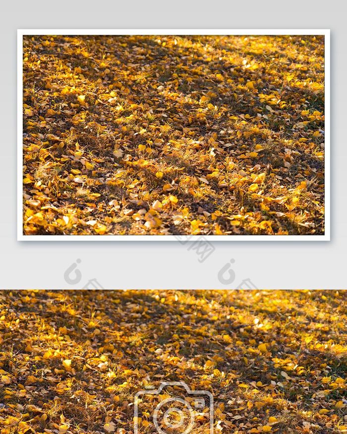 树影与金色的落叶秋天美景图片图片