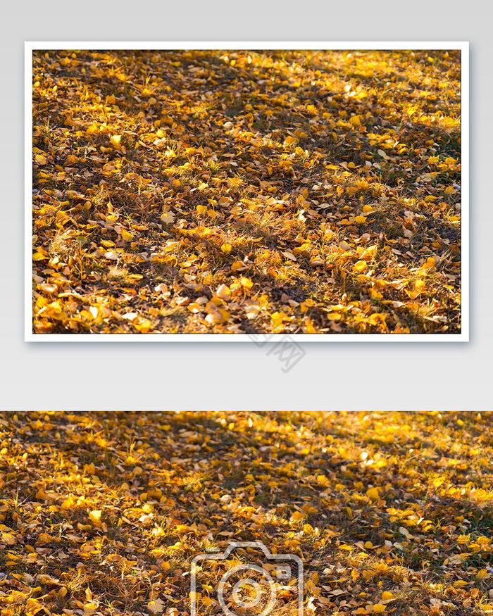 树影与金色的落叶秋天美景图片