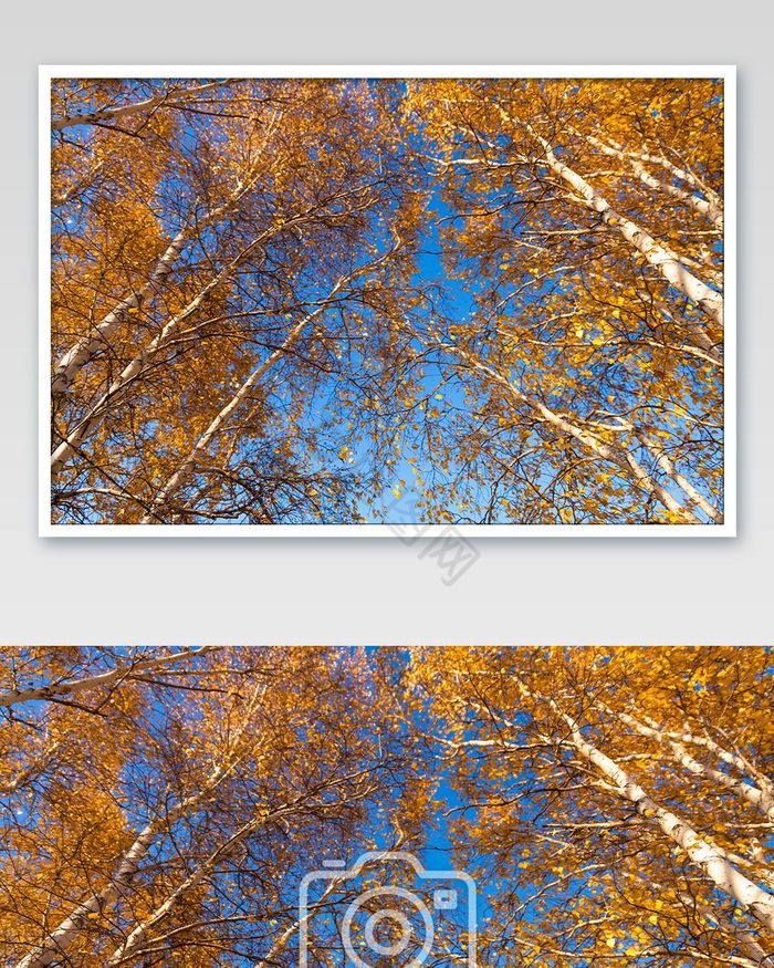 秋天里蓝天下挺拔的变色白桦树图片