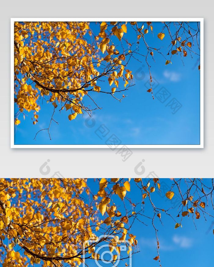 秋天里金色的叶片与蓝天图片图片