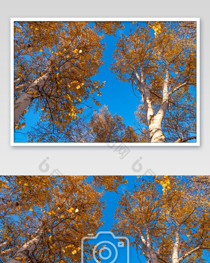 秋天的白桦林与湛蓝的天空图片图片