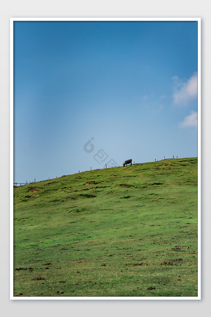 内蒙古大气高原草甸风光放牧牛羊摄影图片
