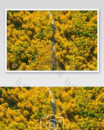 航拍秋天桦树林中的公路图片