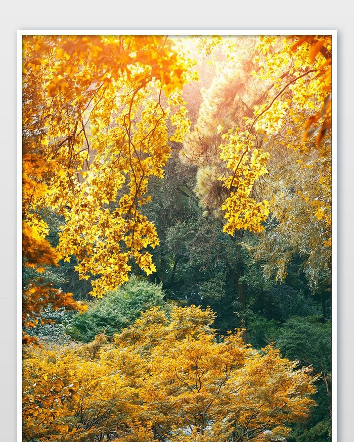 秋天唯美枫叶林大图图片图片