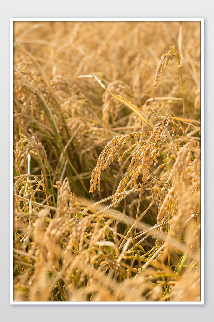 水稻竖版拍摄意境粮食