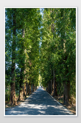 乡郊野外公路两旁树荫隧道公路