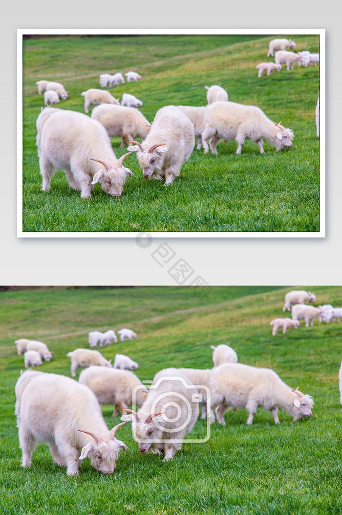呼和浩特草原上的羊摄影图片
