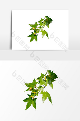 绿色槭树树叶摄影图片元素图片