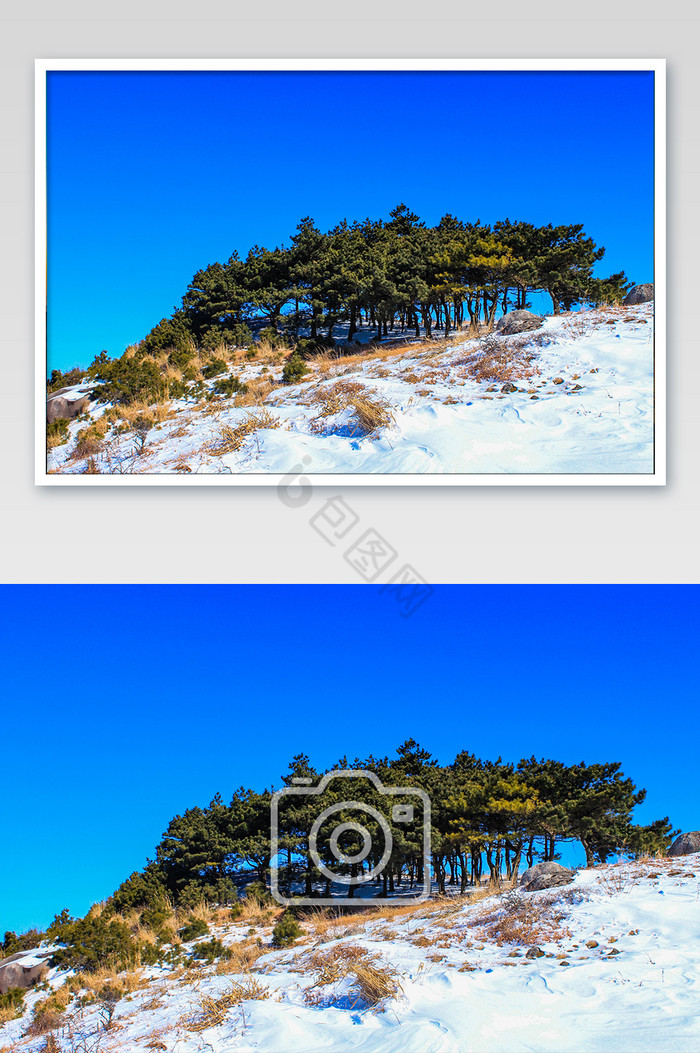 山顶雪景结冰松树摄影图图片