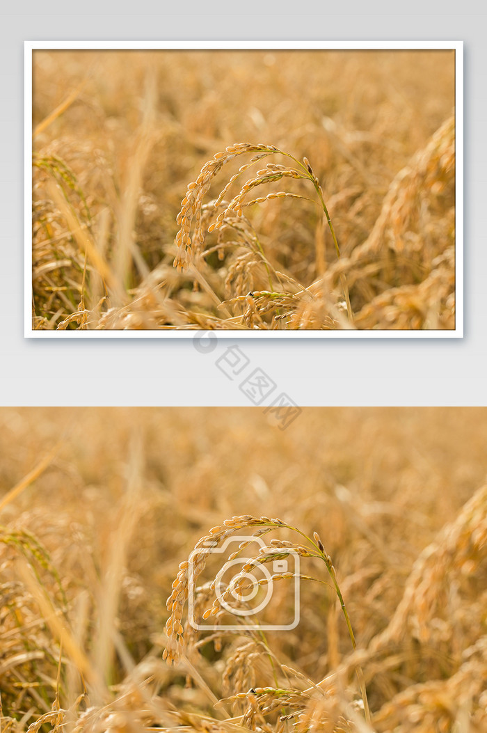 金秋十月稻田里面的稻穗特写图片