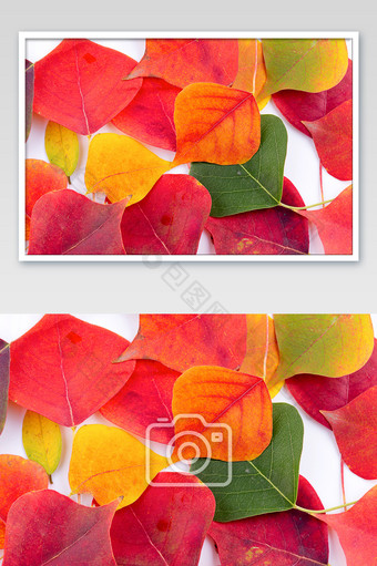 秋天彩色树叶平铺背景图图片