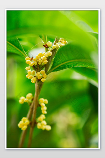 桂花花苞摄影大图图片