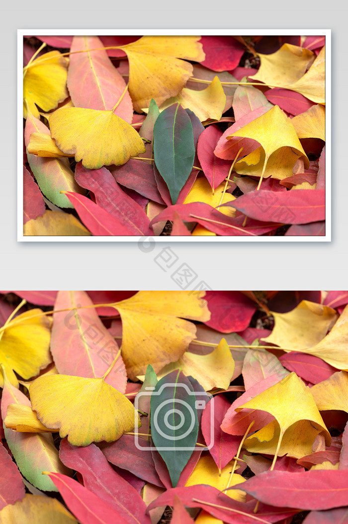 五彩落叶树叶平铺背景图图片图片