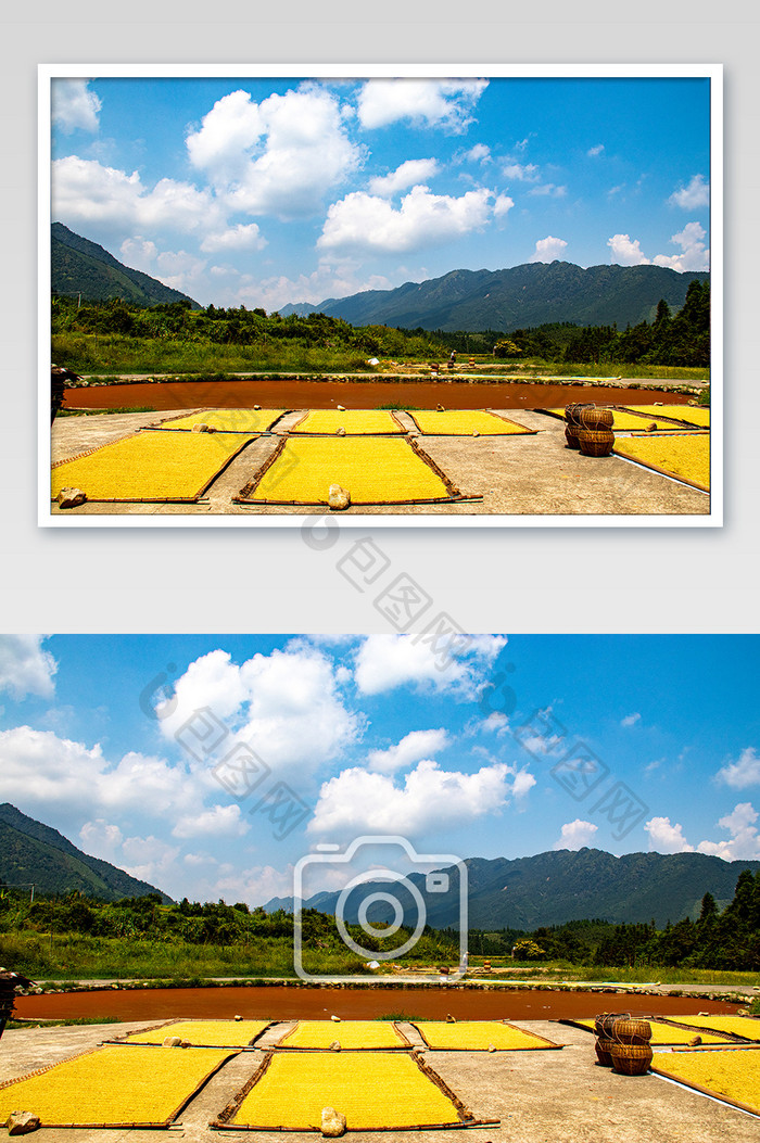 水稻稻谷嗮制场地传统嗮谷摄影图