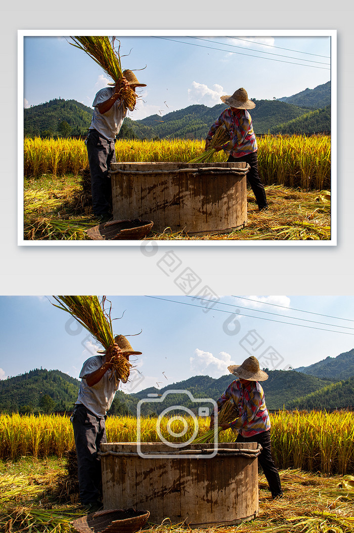 稻田里农忙时的忙绿身影摄影图