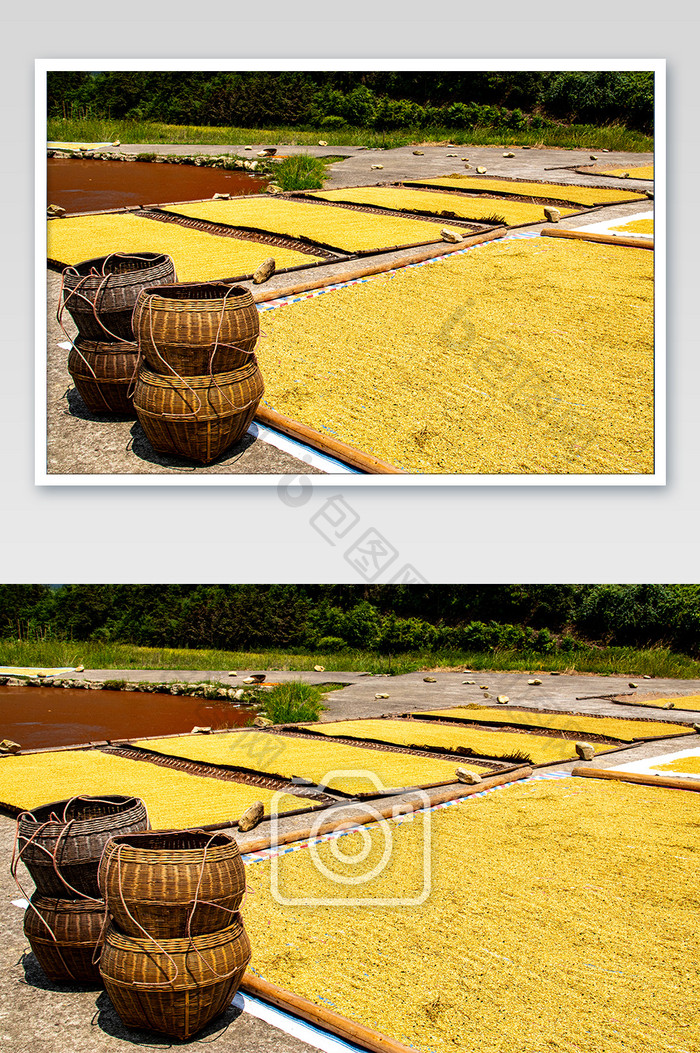 成熟水稻农作物黄金稻谷摄影图