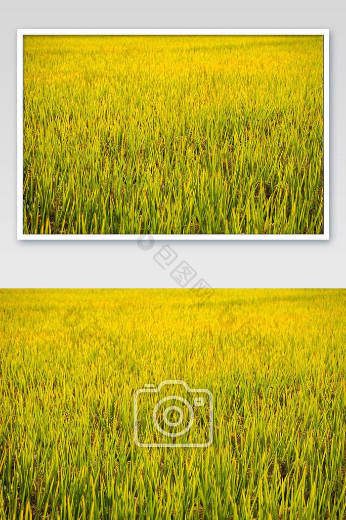 大片金色稻田成熟摄影图
