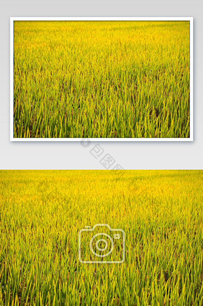 大片金色稻田成熟摄影图图片图片