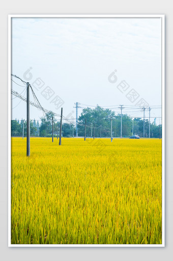 郊外水稻稻谷农田成熟摄影图图片