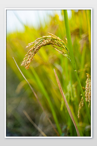 特写水稻稻穗摄影图