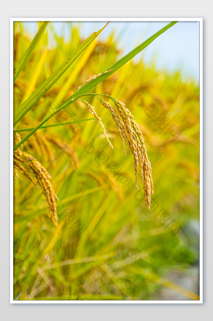 金色稻田水稻特写摄影图